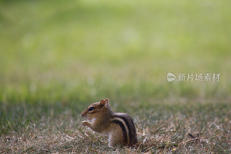 东部花栗鼠(Tamias striatus)侧视图